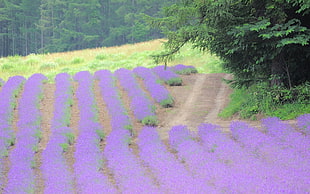 purple grass field